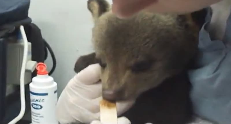 Video: Treating a Picky Black Bear Cub