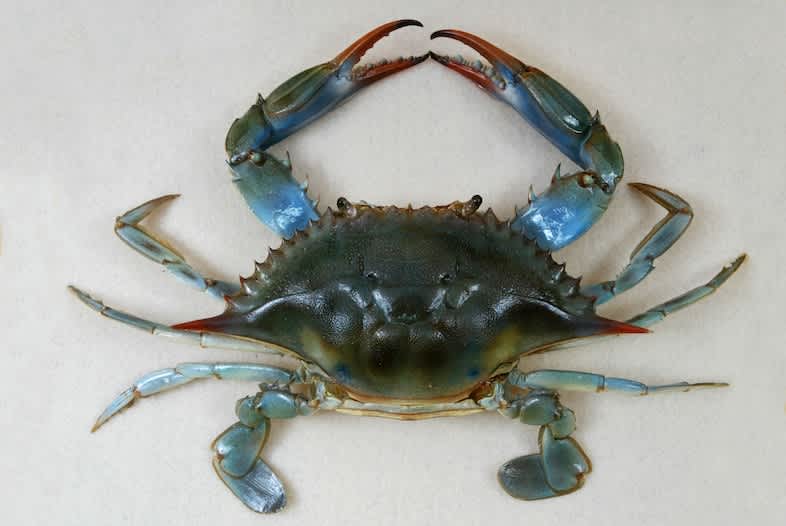 Overgrown Crabs May Affect Marine Life