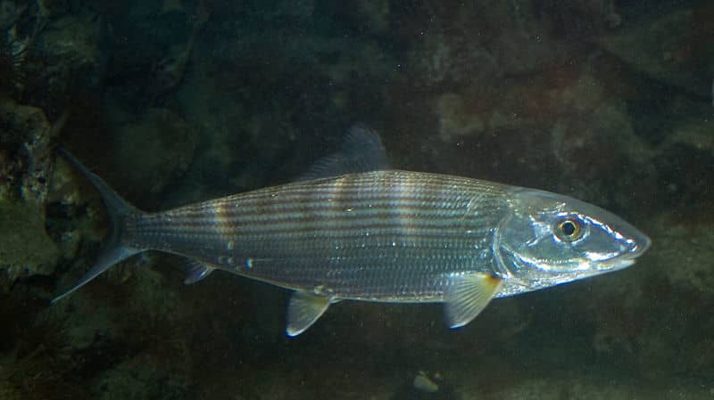 Florida Considers Harvest Ban of Bonefish, Tarpon