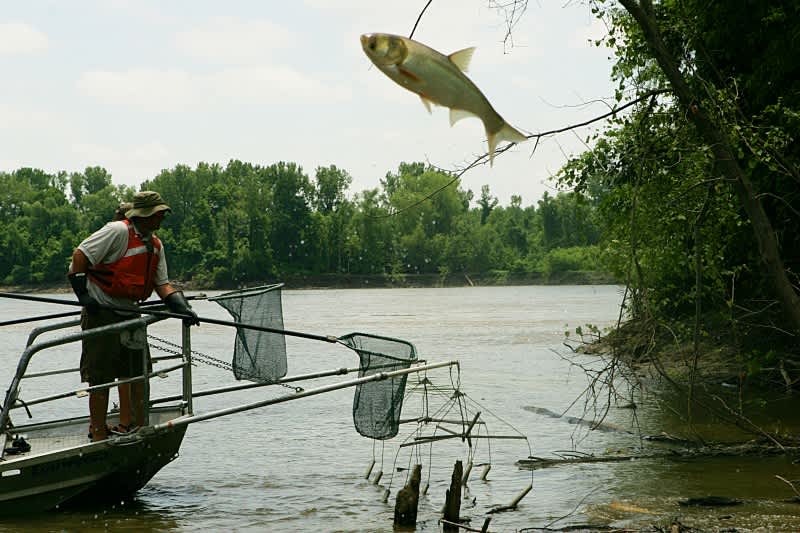 The Asian Carp Invasion of the Great Lakes