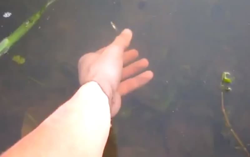 Video: Catching Bass by Hand
