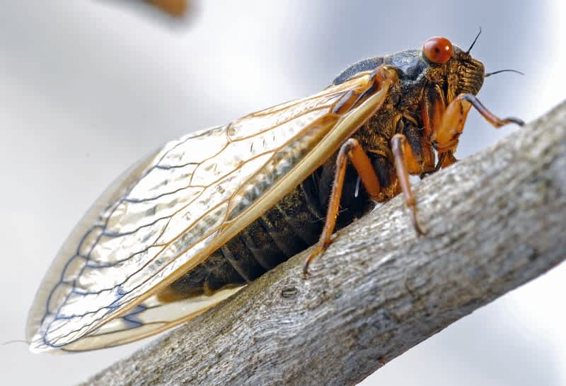 Cicadas to Take East Coast by Storm after 17 Years Underground