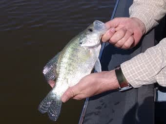 Crappie Time When Warmer Weather Arrives in Kentucky