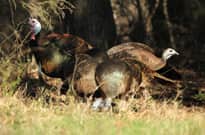 Turkey Season Looms for Arkansas Hunters