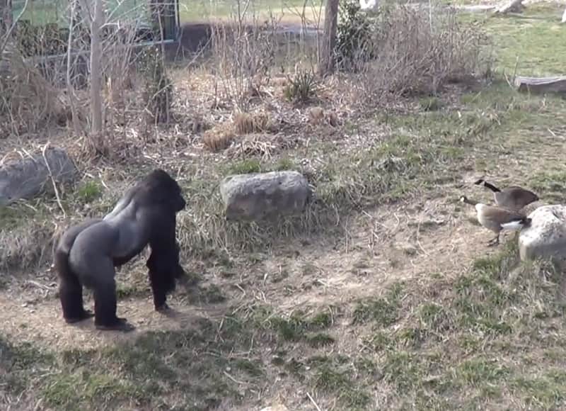 Video: Plucky Geese Attack Adult Gorilla