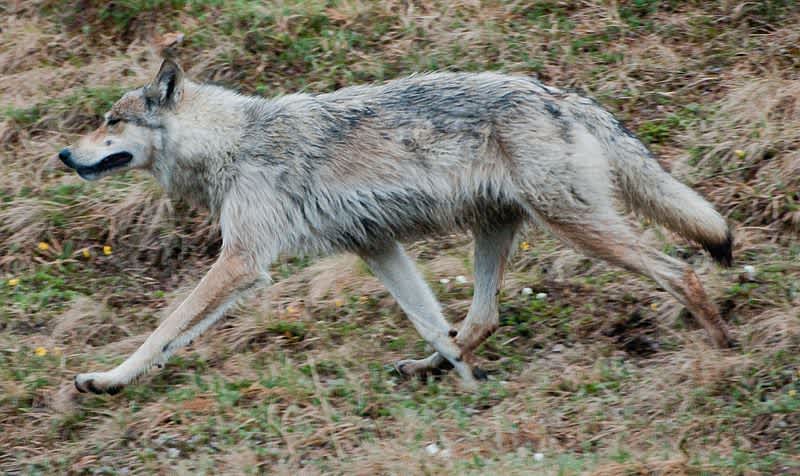 “Irrevocable” Wolf Hunting Bill Approved by Michigan Senate Committee