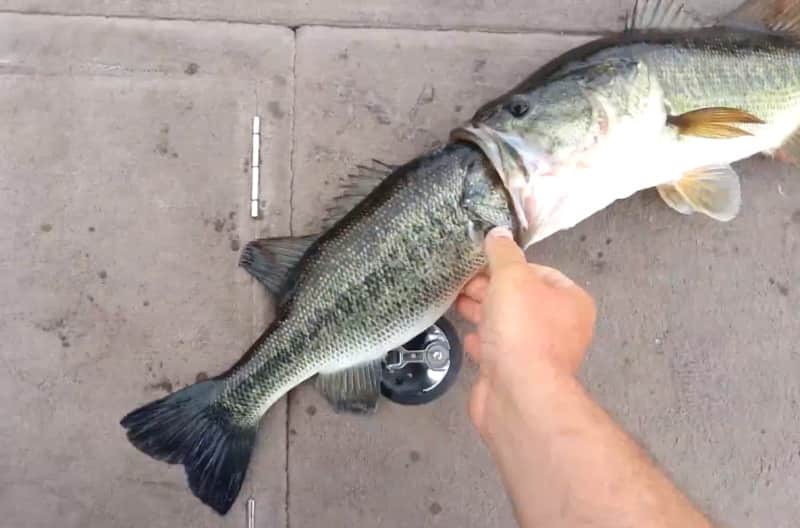 Video: Largemouth Bass Attempts to Swallow Fish as Big as Itself
