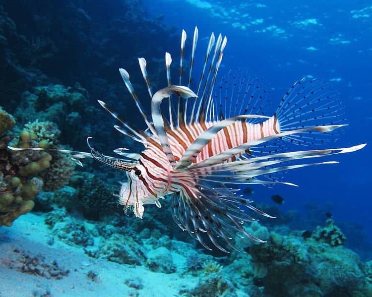 Florida Officials Want You to Catch More Lionfish