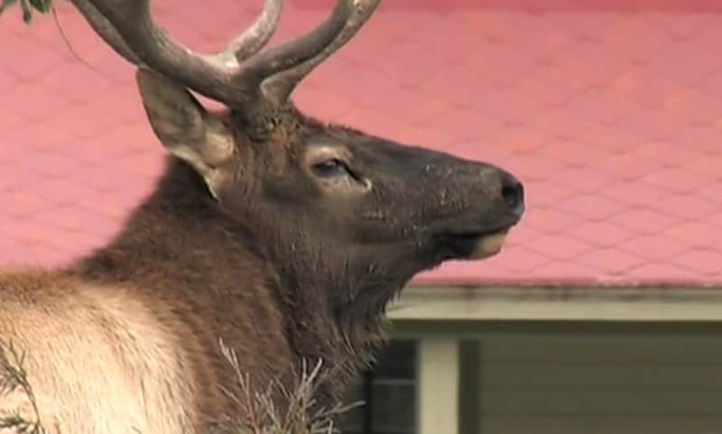 Famous Documentary Elk Killed by Wolves in Yellowstone