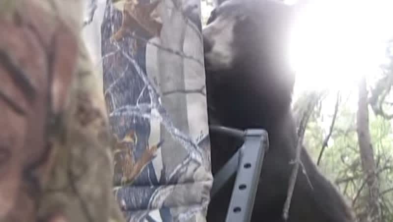 Video: Hunter in Tree Blind Meets Climbing Bear Face-to-face