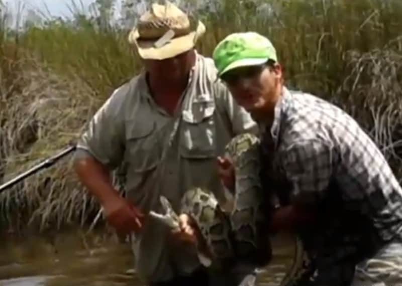 Everglades Canoe Guide Wrestles 10-foot Python