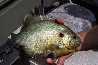 Early May is the Start of the Best Fishing for Bluegill, Redear Sunfish in Kentucky