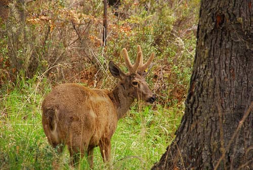 Rare Deer Returns to Patagonia Mountains