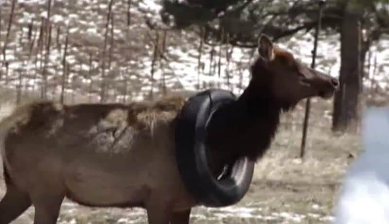 Officials Have Tricky Problem with Pregnant Cow Elk Wearing Car Tire