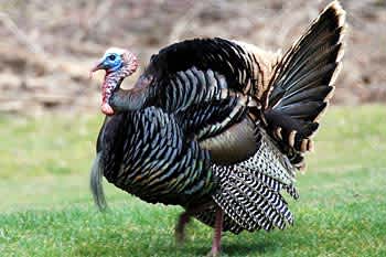 Statewide Utah Turkey Hunt Starts Soon