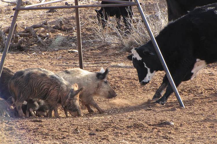 U.S. Feral Pig Problem Increasing, Texas Hog Population to Triple in Five Years