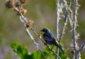 Utah Bird Walk in the Wetlands Preserve