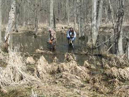 Northern Pike Rescued from Brown County Ditches in Wisconsin