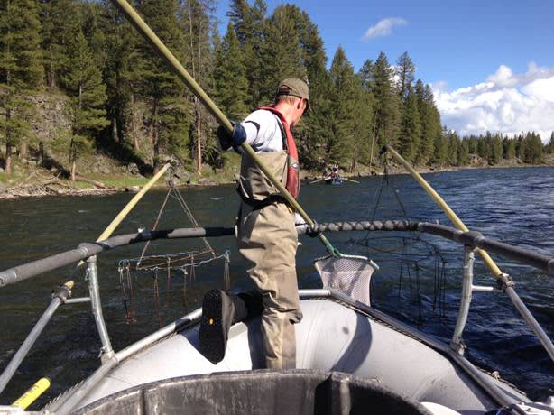 Shocking Study Finds Record Numbers on the Henrys Fork of Idaho’s Snake River
