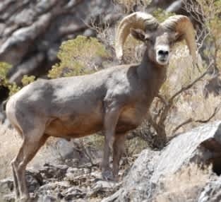 Arizona Game and Fish Announces Dates for Bighorn Sheep Workshops