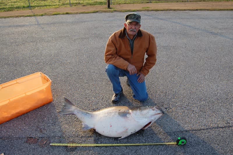 Alabama Angler Lands World Record for Landlocked Striped Bass