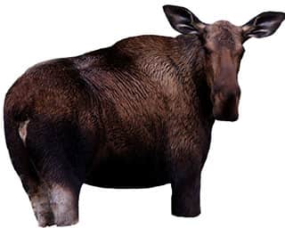 Montana Decoy Announces New Moose Decoy