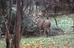 National Magazine Names Kentucky as Top Destination for Trophy Deer