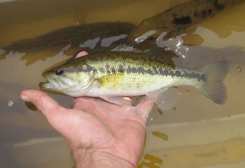 Florida FWC Scientists Discover New Bass Species