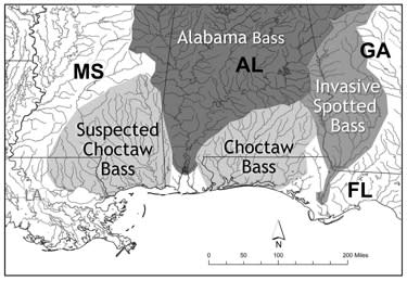 The Southeast’s New Bass Species, and Where to Find It