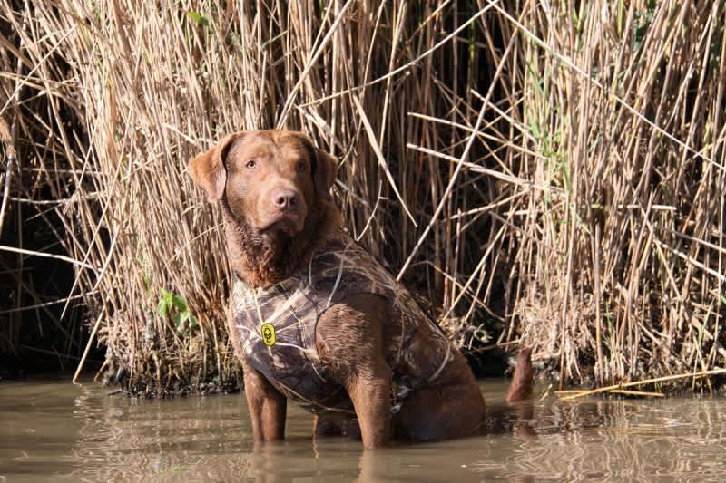 Found Retriever: Sometimes Your Hunting Dog Finds You