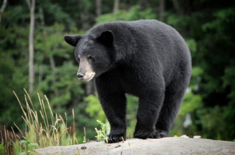Plan Now for Your 2013 Michigan Bear Hunt
