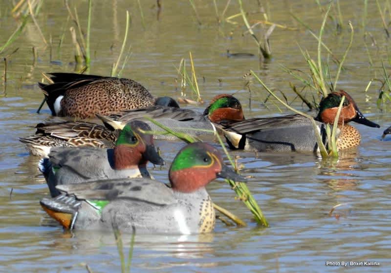 Rigging Your Duck Decoys Can Be Easy