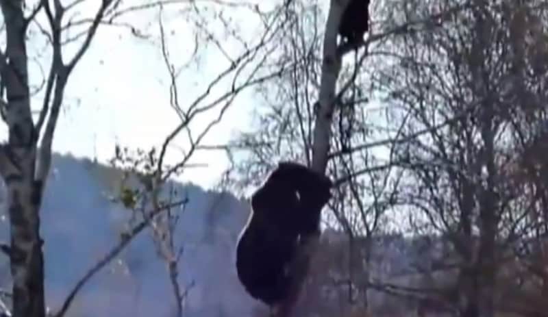 Video: Bear Chases Russian Man Up Tree