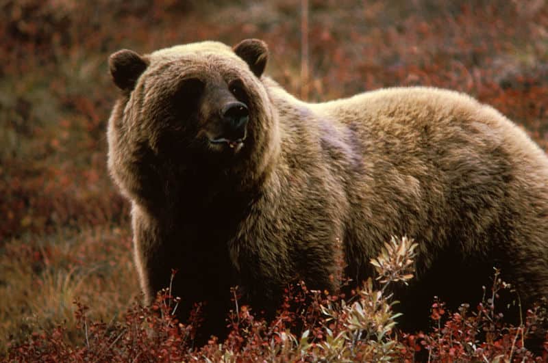 Alaskan Hiker Fights Bear to Protect Family
