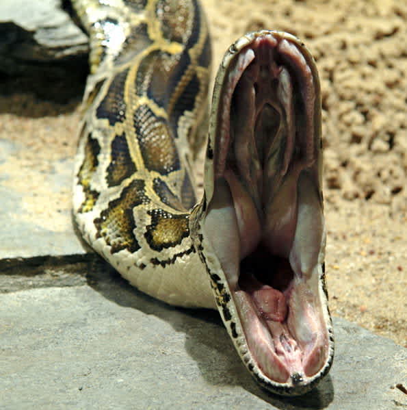 Bass Anglers Hook a Surprised Burmese Python