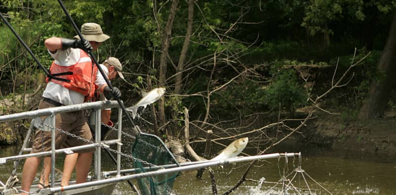 New Effort to Keep Asian Carp Out of Great Lakes to Cost $6.5 Million