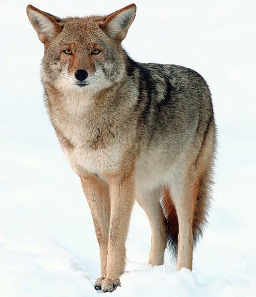 Utah Hunters Turn in 6,000 Coyotes for Bounty Program