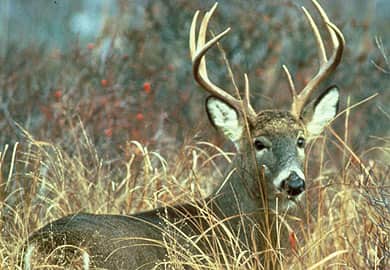 Statewide Deer Harvest Decreases Slightly in South Carolina in 2012