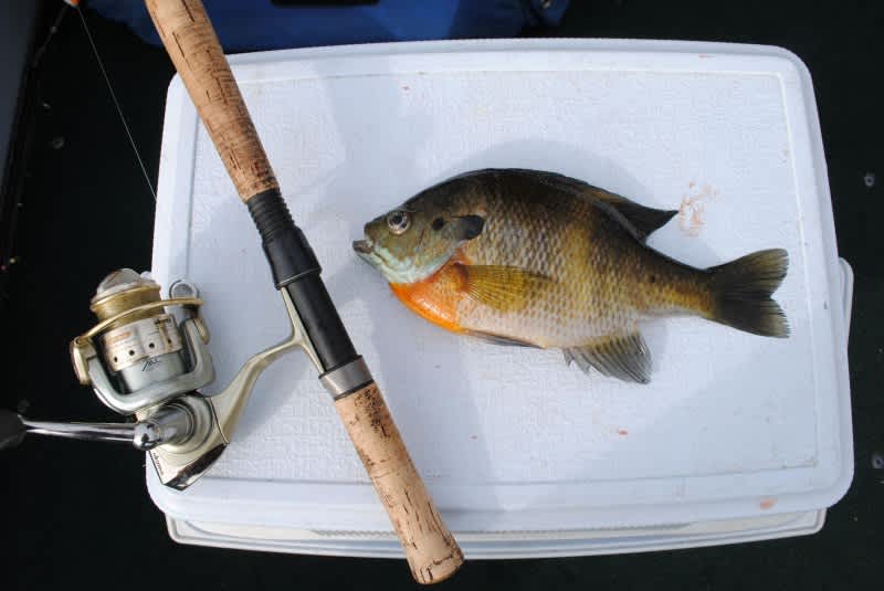 Staying in the Shallows for Michigan Bluegill