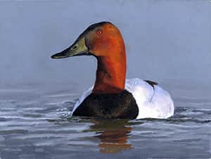 Duck Stamp Controversy: Original Six-year-old Winner Reinstated