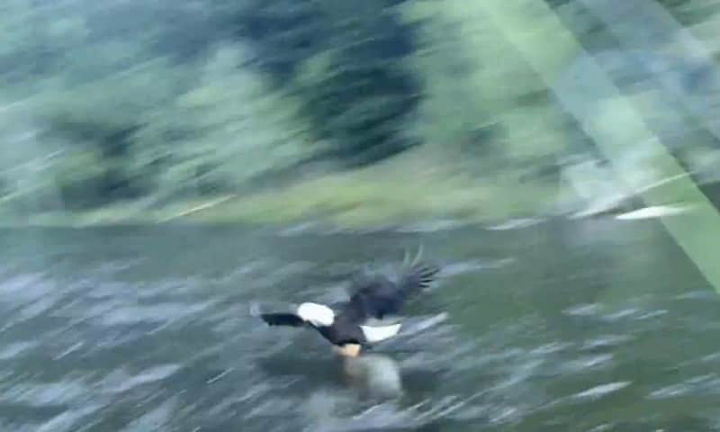 Video: Bald Eagle Steals Fish Right off Angler’s Fly Line