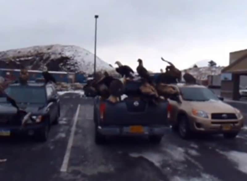 Video: How to Feed a Flock of Eagles Out of a Truck