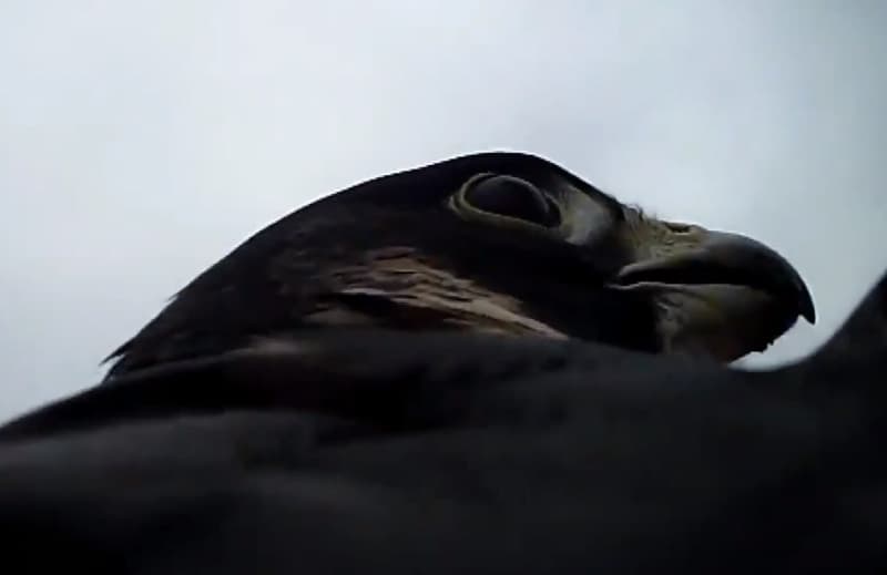 Video: Rare Bird’s-eye View of Falcon Diving on Duck