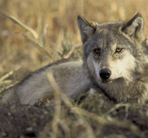 Nationwide Wolf Delisting Postponed Indefinitely