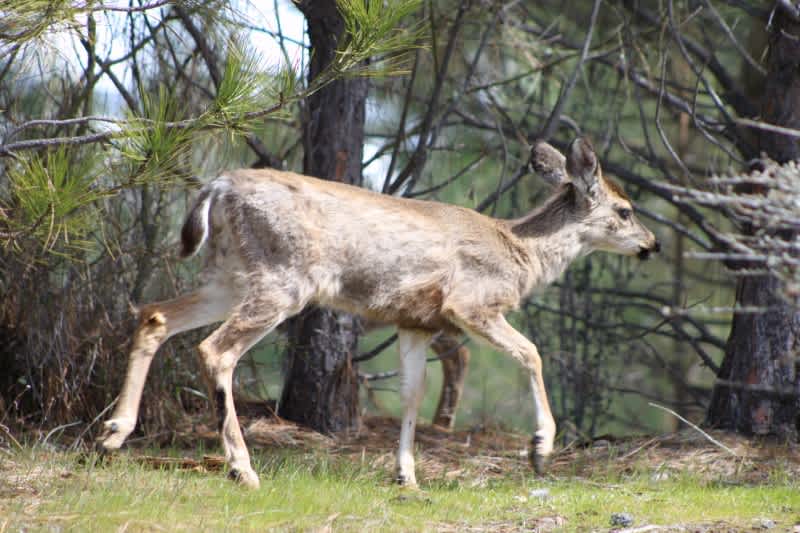 Exotic Lice Causes Deer to Suffer Hair Loss and Low Survival Rates