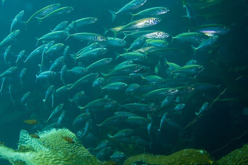 Study Finds Fish Moving to Colder Waters
