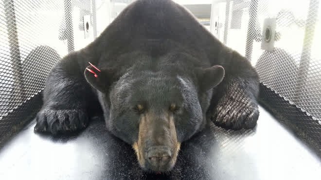 Officials Relocate Biggest Caught-alive Black Bear in Florida History