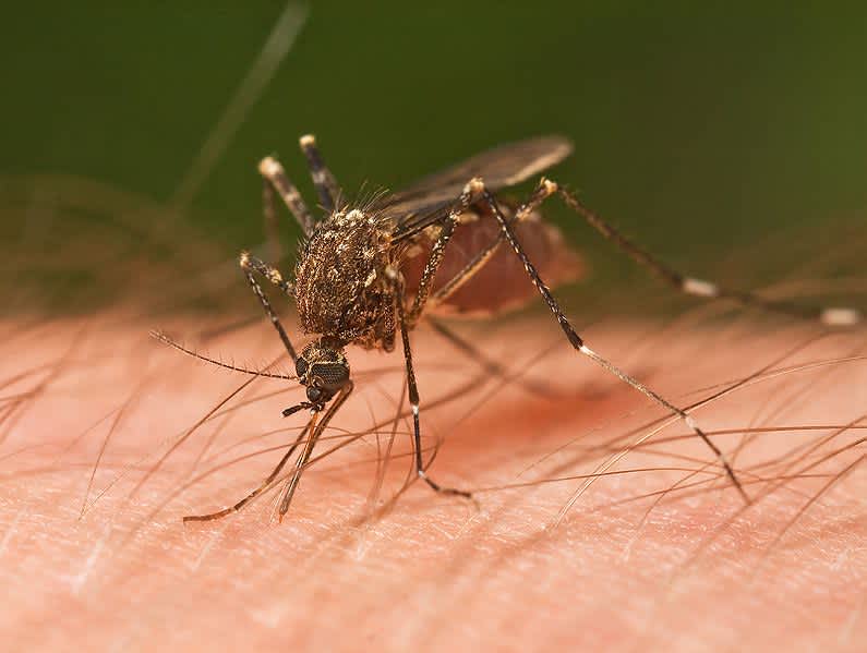 Malaria Parasite Drives Mosquitoes to Seek Humans