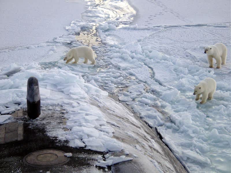 Arctic Ocean’s Increasingly Acidic Waters Threaten Wildlife and Livelihoods