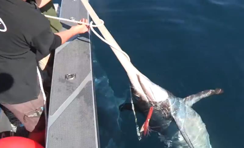 Giant Mako Shark Attacks Angler’s 550-pound Swordfish
